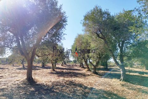 Landejendom i Ostuni, Brindisi, Ostuni - € 90.000 | Ref: 172622 - foto 10